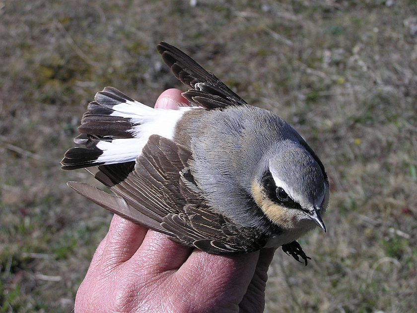 Northern Wheatear, Sundre 20050514